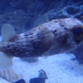 Porcupine Puffer Pic 1