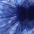 Long-Spined Urchin