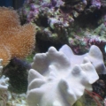 mini-reef_001
