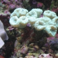 mini-reef_002