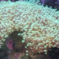 mini-reef_003