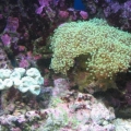 mini-reef_005