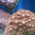mini-reef_006
