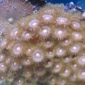 mini-reef_007