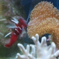 mini-reef_008