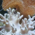 mini-reef_009