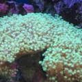 mini-reef_010