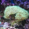 mini-reef_011