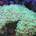 mini-reef_012