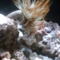 Feather duster