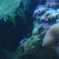 Tomato Clown, BTA, and shroom