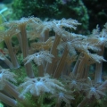 Polyps ;)