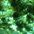 Scooter Blenny