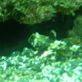 Scooter Blenny 2