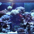 Full tank shot - As of 7/20/06