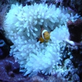 This is the female, Sue-Ann.