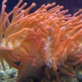Rose BTA