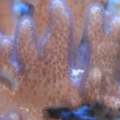 close up finger leather