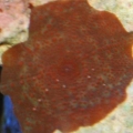 Red mushroom