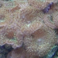 hairy mushroom