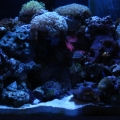 My 30g reef.