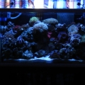 30g reef.