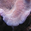 Gold Striped Maroon Clown with her favorite Anemone