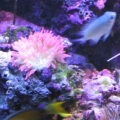 rbtafish