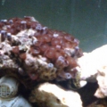 My first coral