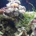 nano9week
