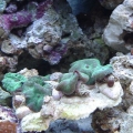new green shrooms