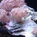 new pulsing xenia