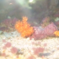 scleronephthya