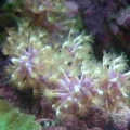 Frag from lemnalia