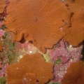 mushrooms