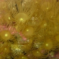 yellow polyps