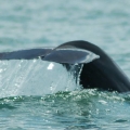 Young Dolphin.