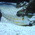 Toby_the_Goby