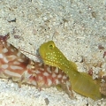 Tiger pistol and yellow watchman goby