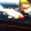 koi and fish