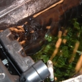 hob refugium