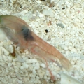 Unknown shrimp