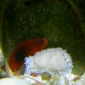 After the Seastar tried to eat the Anemone