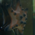After the Seastar tried to eat the Anemone