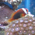 mini-reef_013