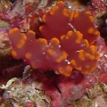 unknown-algea?sponge?