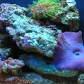 6gal NanoCube update