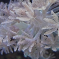 pulsing xenia
