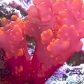 unknown algae growing fast