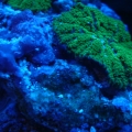 green shrooms under moonlight